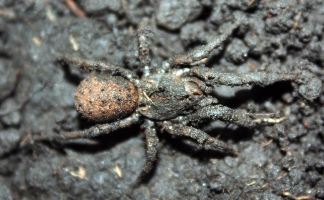 Nueva araña descubierta en México