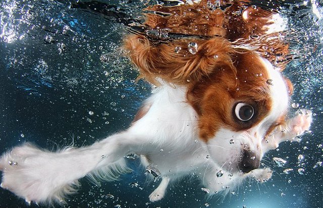 underwater puppies
