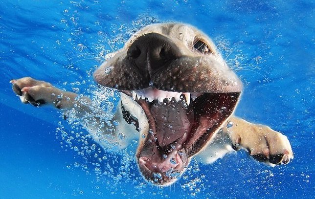 'Underwater Puppies'