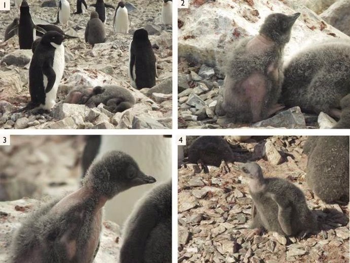 Pingüinos de Adelia afectados por la efermedad de pérdida de plumaje