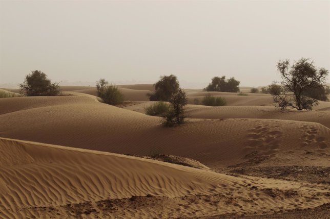 Dunas en el desierto del Sahara