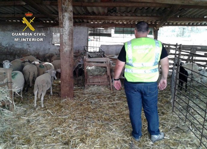 Imagen de algunos de los corderos sustraidos