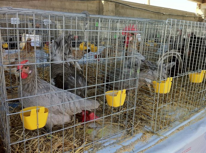 Gallina del Sobrarbe Azul.