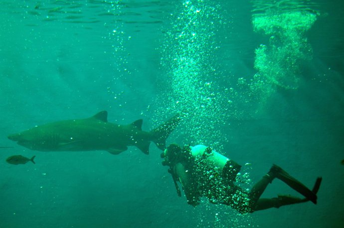 El primer tiburón toro ya se encuentra en el Acuario de Sevilla