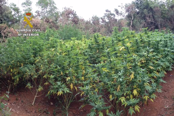 Plantación de marihuana en Igollo de Camargo 