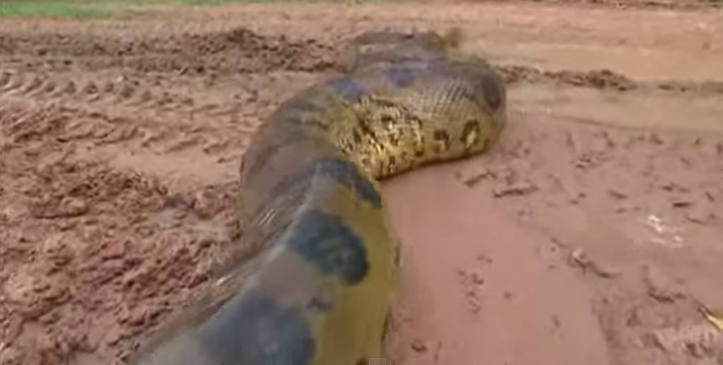 anaconda-de-80-kilos-come-perro-en-guiana-francesa