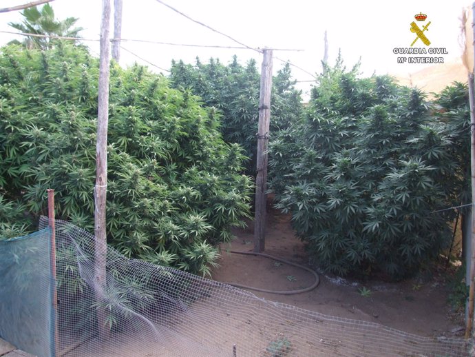 Cultivos de marihuana hallados por la Guardia Civil