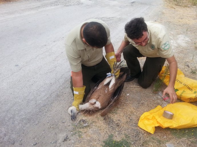 Agentes de Medio Ambiente tras rescatar a buitre leonado en Cañete de las Torres