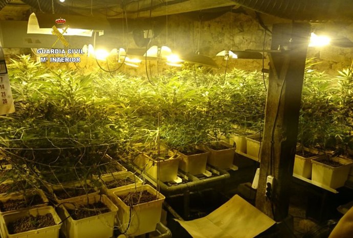 Cultivo de marihuana desmantelado en Villasuso de Anievas