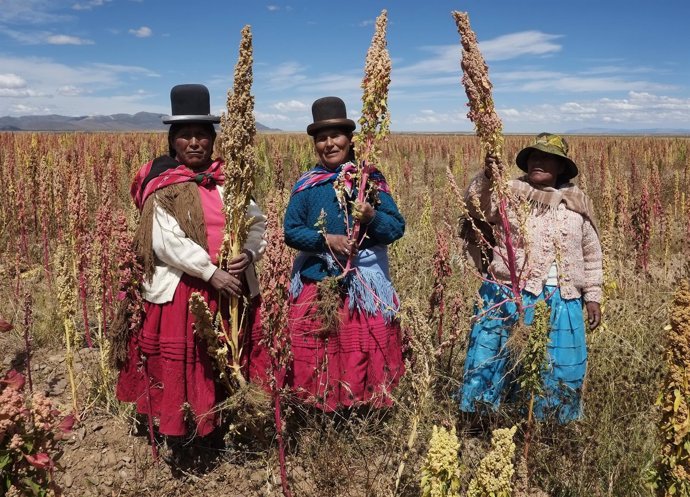 Indígenas bolivianos en una plantación de quinua