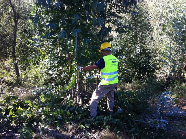 Trabajador dedicado a tareas forestales. 