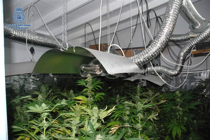 Invernadero indoor en vivienda de fuengirola cannavis cáñamo marihuana