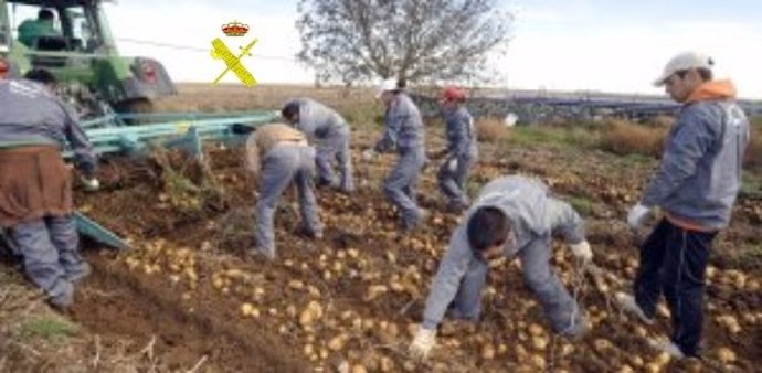 Imagen de los trabajadores en la explotación de patatas