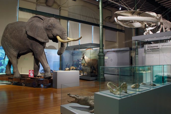 Elefante Y Otros Ejemplares De La Muestra Biodiversidad, En El Museo De Ciencias