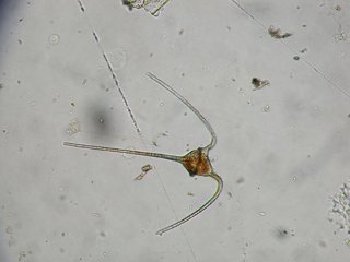 Microalga