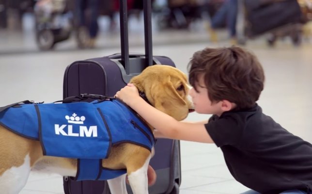 Sherlock, el beagle que devuelve objetos perdidos para KLM