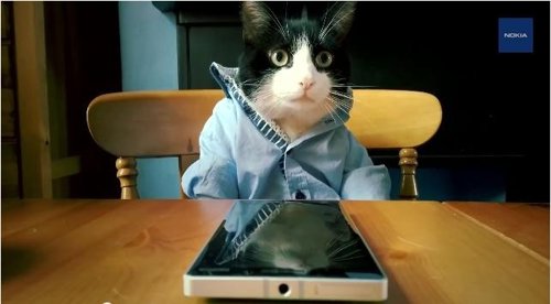 Gatos usando Nokia Lumia 930