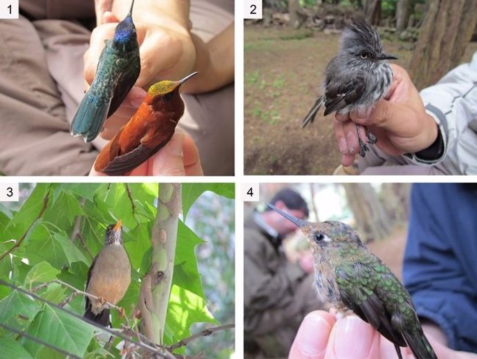 Aves endémicas de la isla de Robinson Crusoe, amenazadas por las invasoras