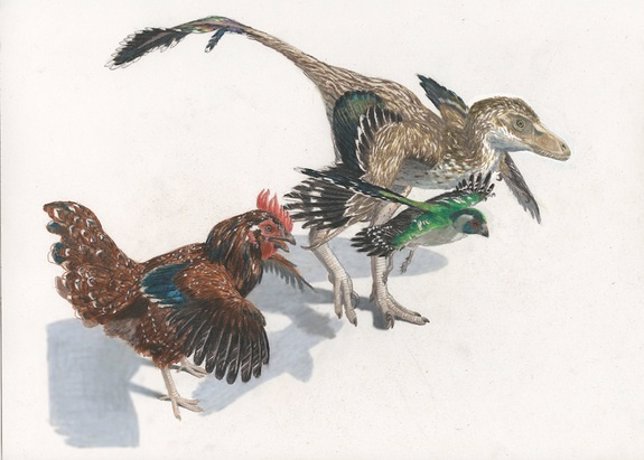 Evolución de aves