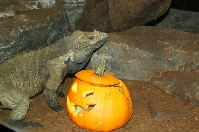 Halloween salvaje en el zoo