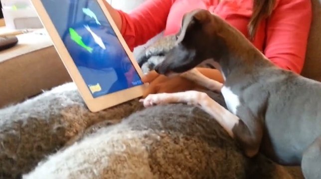 Galgo jugando a atrapar peces en una tablet