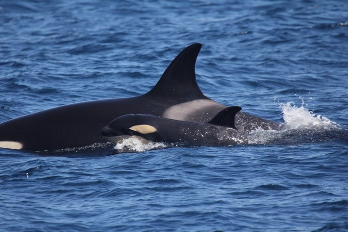 Circe confirma la presencia de orcas del Estrecho en Portugal
