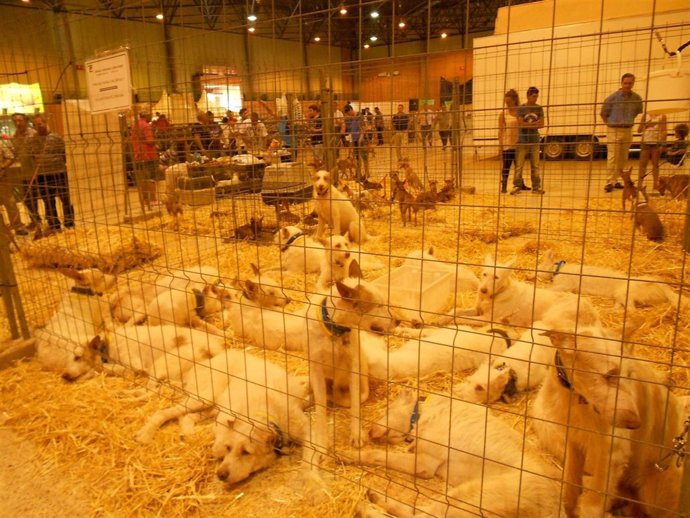 Salón de la caza en Fibes