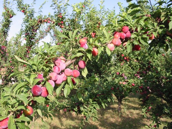 Aumento de exportaciones de frutas de hueso y uva de mesa a nuevos mercados