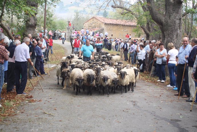 Feria de ganado de Alceda