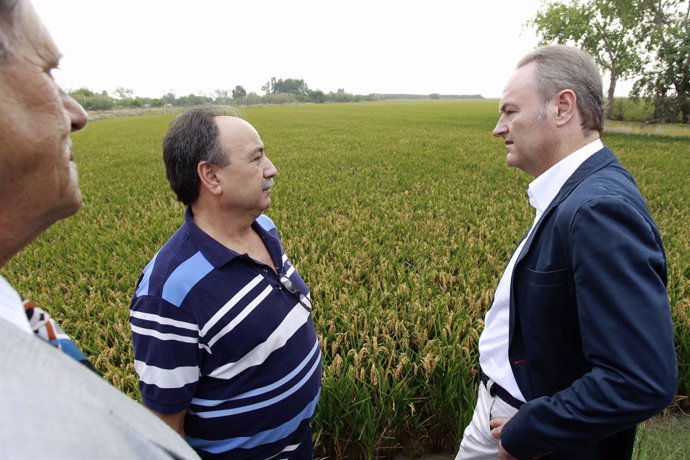 Fabra visita campos de arroz y la Cooperativa de Catarroja (Valencia)