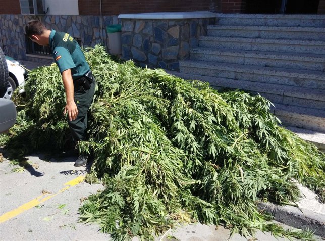 Un agente manipula las plantas de marihuana decomisadas