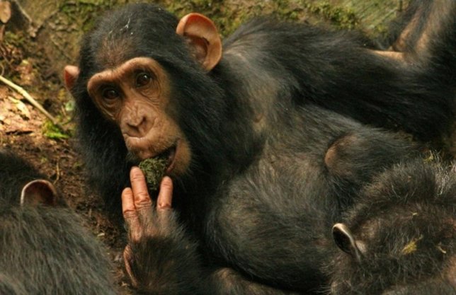 Chimpancé usando una esponja de musgo