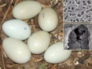 Un ave pinta sus huevos para proteger al embrión