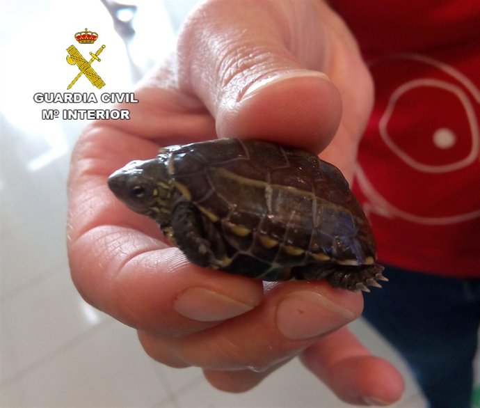 Galápago de Florida