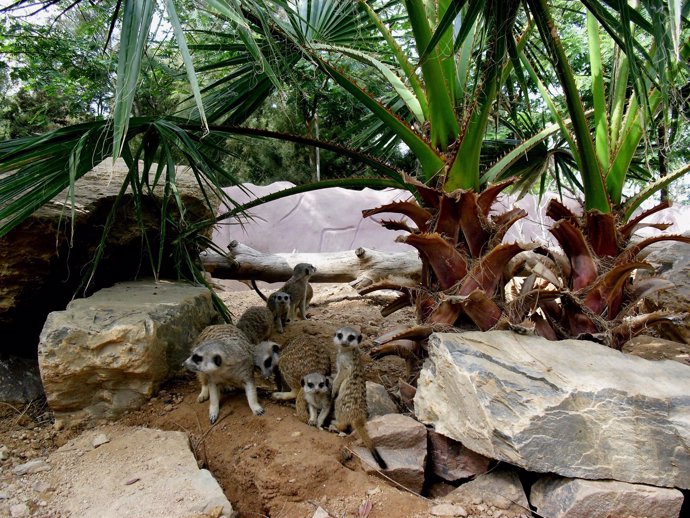 Imagen de los suricatas