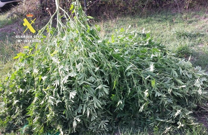Marihuana intervenida en la operación de la Guardia Civil