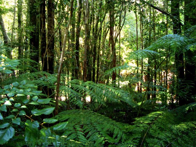 Bosque de Perú