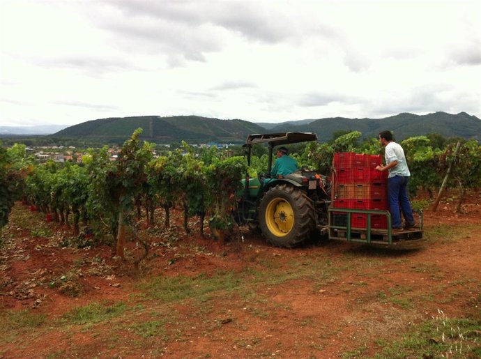 NP LA MAYOR COSECHA EN LA DO MONTERREI