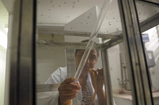Laboratorio estudia virus de Chikungunya 