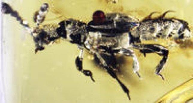 Escarabajo parásito preservado en ámbar