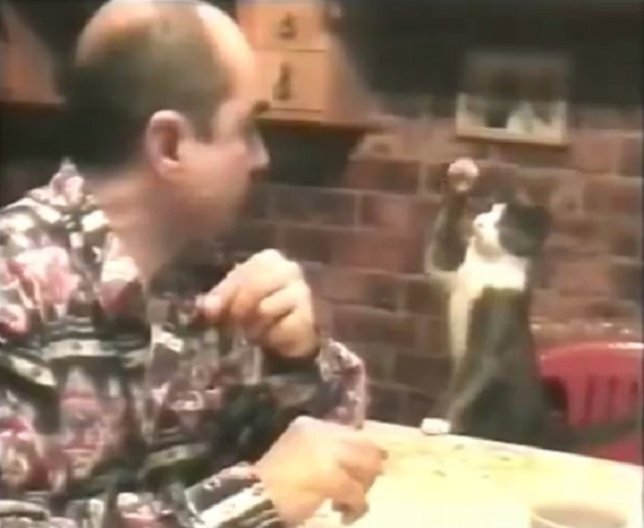 Gato aprende lenguaje de signos para pedir comida