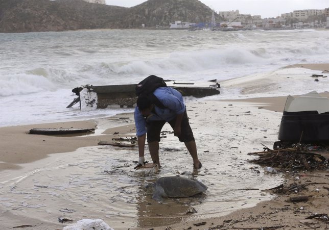 Un hombre ayuda a una tortuga tras huracán Odile en Baja California
