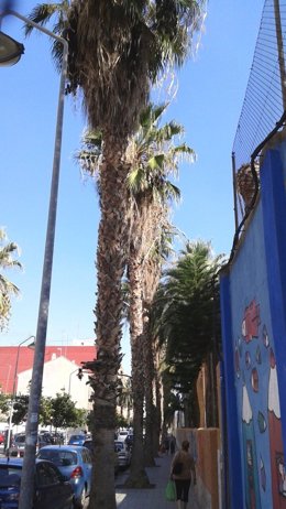 Imagen del PSPV sobre palmeras con riesgo de desprendimiento en Nazaret.