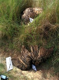 Impulsan la creación de una red europea contra delitos ambientales