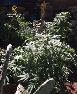 Marihuana incautada en dos plantaciones en Mallorca