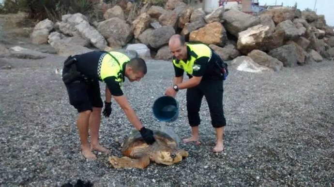 Policías locales rescatan una tortura boba herida en una playa de Vélez-Málaga