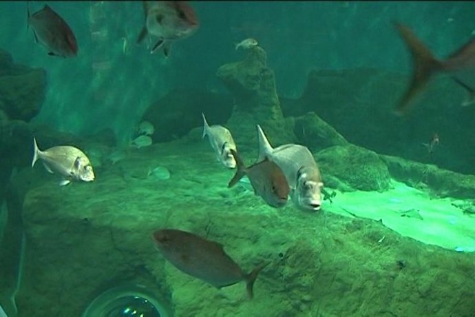 El Acuario de Sevilla recrea el viaje de Magallanes