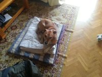 Más de 201.000 personas piden en Internet que el perro de la auxiliar de enfermería no sea sacrificado