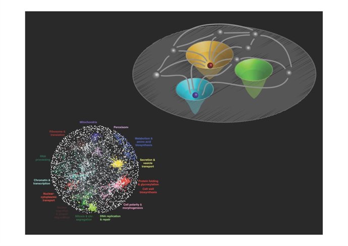 Descubren por qué los genes duplicados se conservan en los genomas