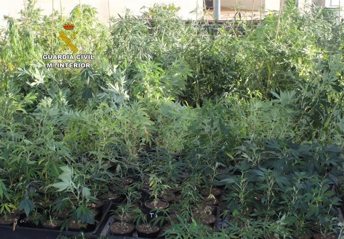 Plantación de marihuana